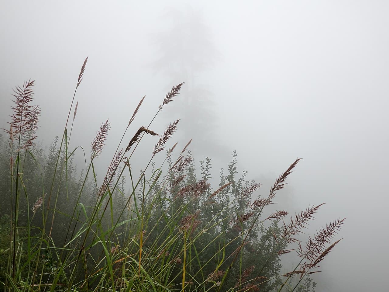 Himachal Pradesh